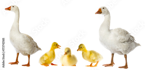 white goose and goslings (Anser anser domesticus) isolated on a white background