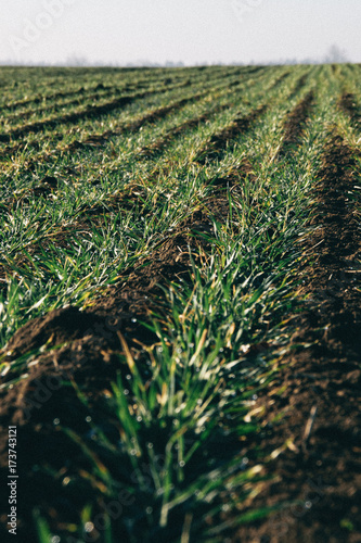 Young wheat rows