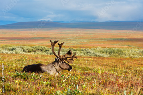 Avka is a general name for domesticated reindeer. Herd of reindeer grazes in the tundra nearby of polar circle. photo