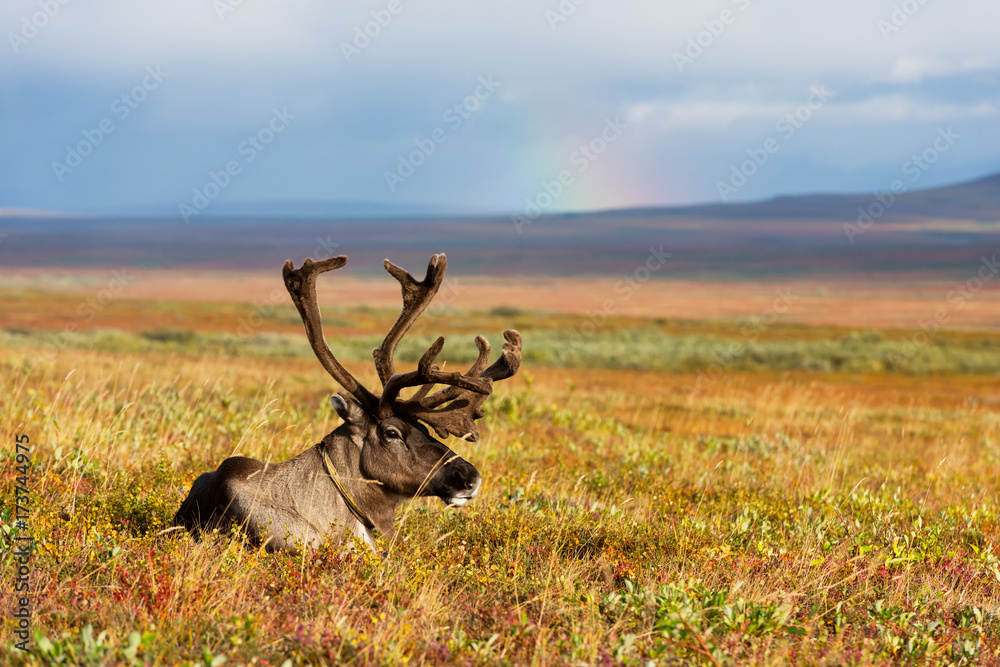 Fototapeta premium Avka is a general name for domesticated reindeer. Herd of reindeer grazes in the tundra nearby of polar circle.