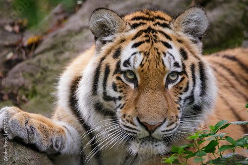 Fototapeta Naklejka Na Ścianę i Meble -  Siberian tiger panthera tigris altaica in zoo
