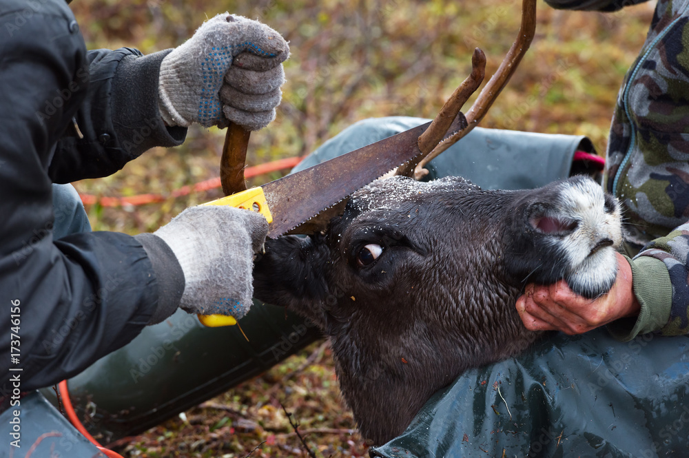 Fototapeta premium Herdsmen and his junior assistant hold a deer during yearly velvet antler cutting