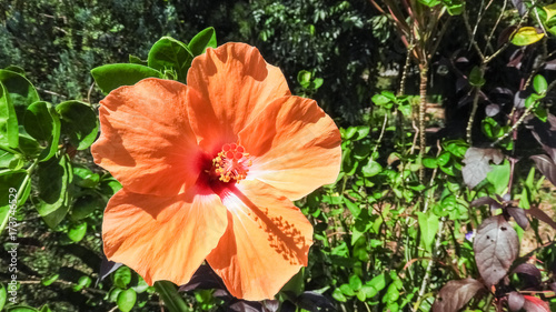 Hibiscus, Orchidee, Baumpfingstrose, Pagodenbaum,  Flammenbaum, Bouganville, Strelitzie,   photo