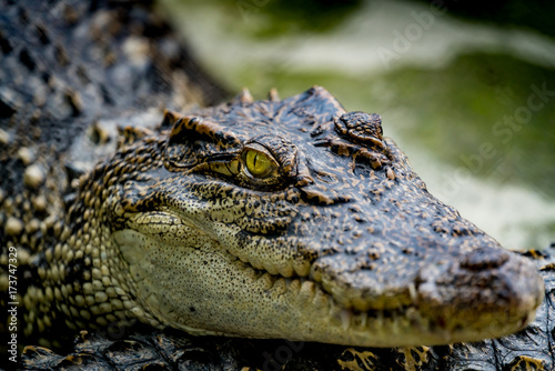 Crocodile in the zoo © santagig