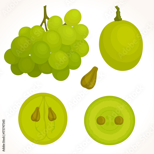 Vector bunch of grapes on a white background. half, whole and cut grapes in different angles.
