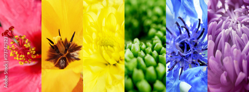 Collage with different flowers photo