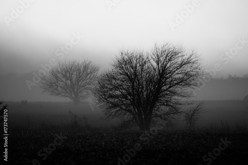 Gloomy trees