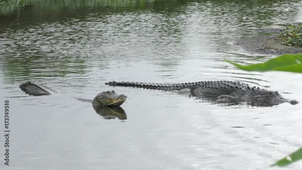 american alligators in a lake during a mating season Stock Video