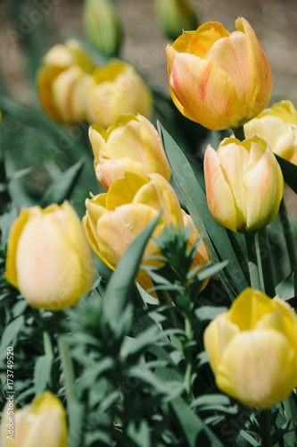 Tulips