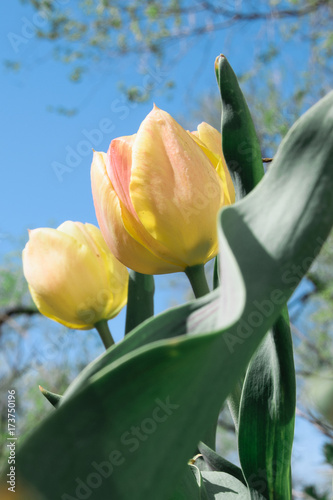 Tulips