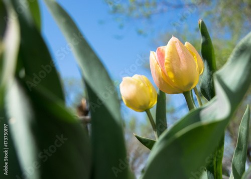 Tulips