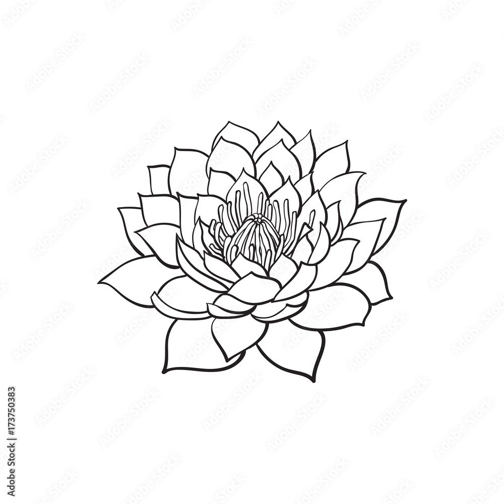 Buddhist Lotus Flower Drawing
