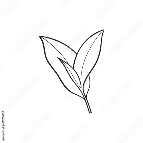 vector sketch cartoon style tea leaves branch. Isolated illustration on a white background. Hand drawn young saplings sri-lanka   india symbols. Elements for graphic design