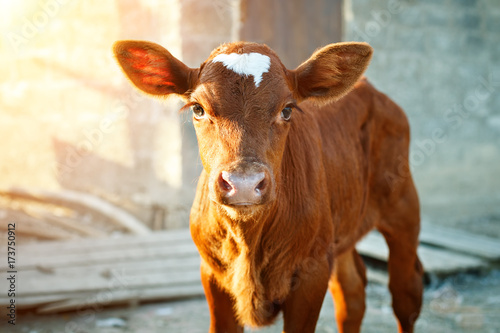 Leinwand Poster Young calf at an agricultural farm.