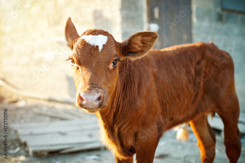 Fotobehang Young calf at an agricultural farm.