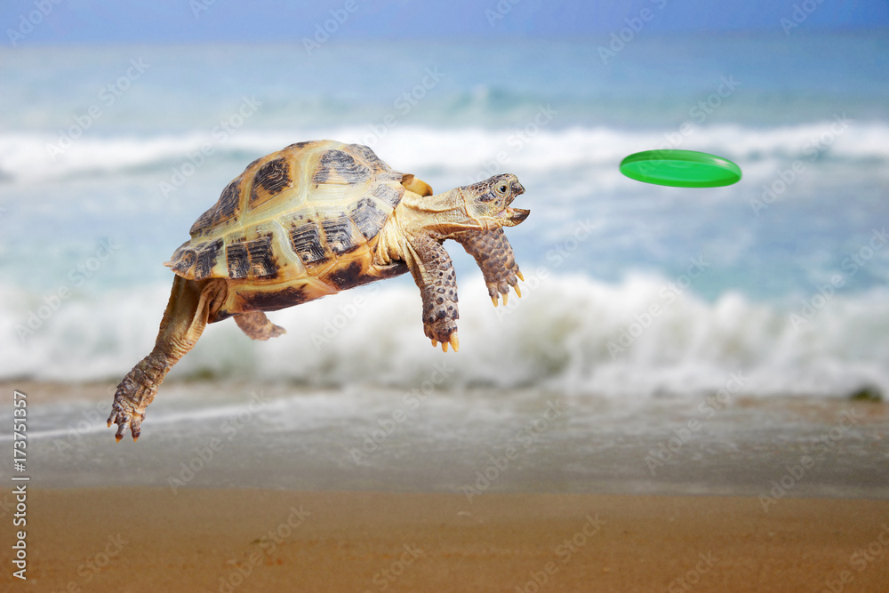 Turtle jumps and catches the frisbee - obrazy, fototapety, plakaty 
