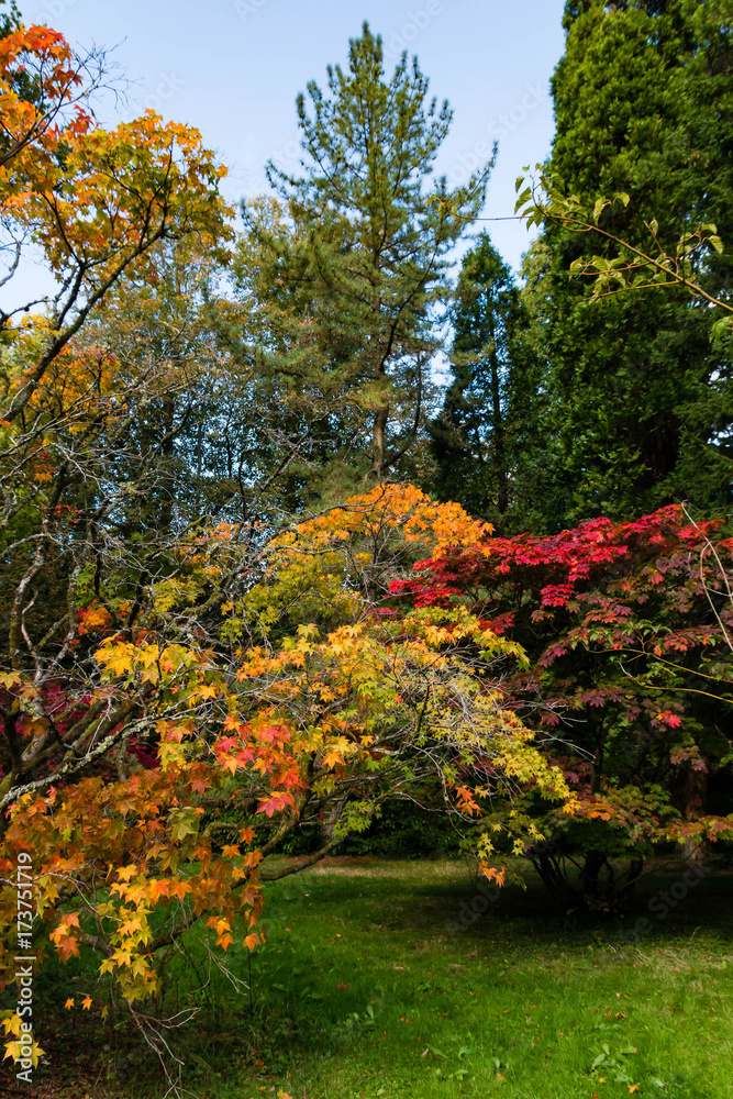 Trees displaying Autumn Colours