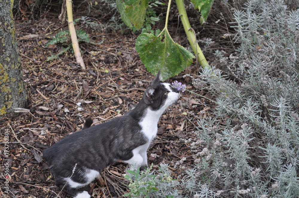 Schwarz weisse Katze