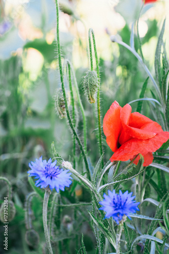 Wild garden
