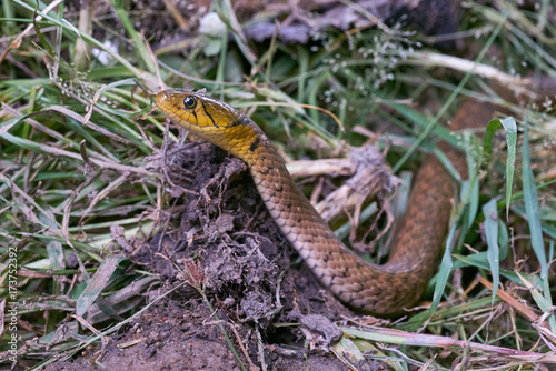 close up the head of a snake on grass