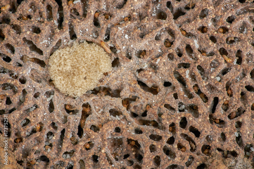 Termite and Termite eggs photo