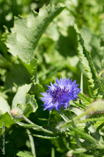 Violet garden