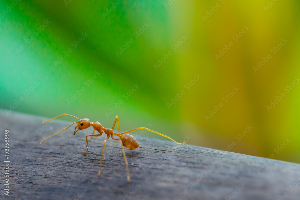 Naklejka premium Ant standing on wooden floor
