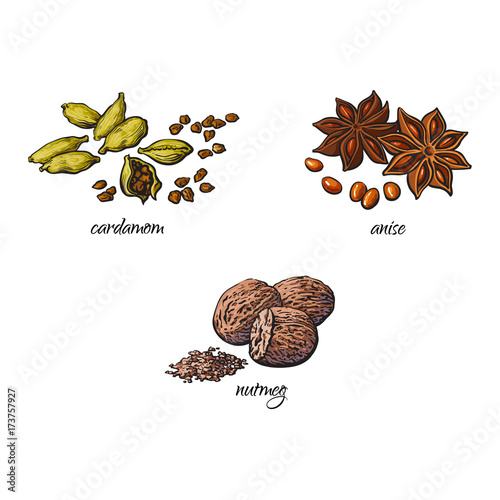 vector flat cartoon sketch hand drawn Spices, seasoning, flavorings and kitchen herbs set. Star anise with seeds, nutmeg and cardamom. Isolated illustration on a white background