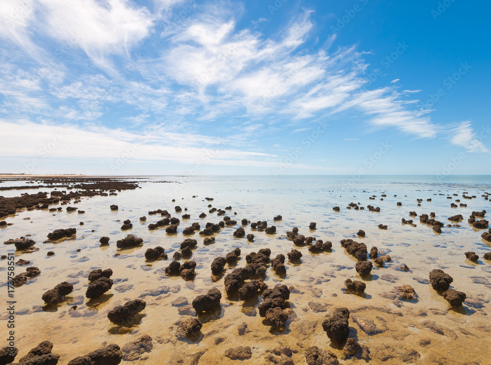 The Stromatolites in the Area of Shark Bay, Western Australia. Australasia