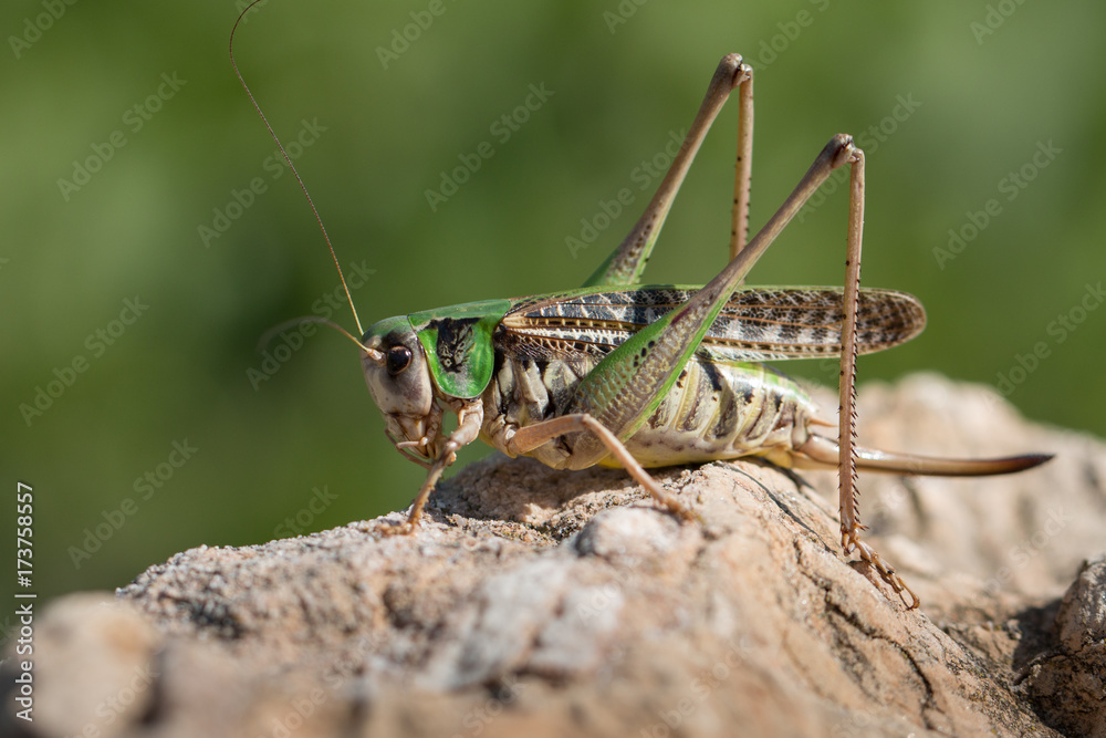 Wart-biter bush-cricket - Decticus verrucivorus Wart-biter bush-cricket - Decticus verrucivorus