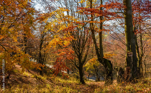 forest in golden brown foliage on sunny day