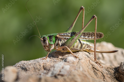 Tableau sur toile Wart-biter bush-cricket - Decticus verrucivorus