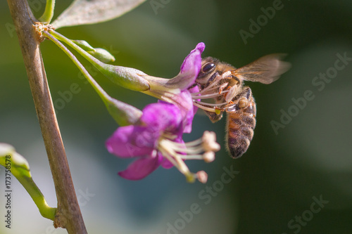 Honey bee on Goji berry flower photo