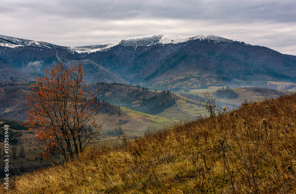 tree with red foliage on hillside in late autumn