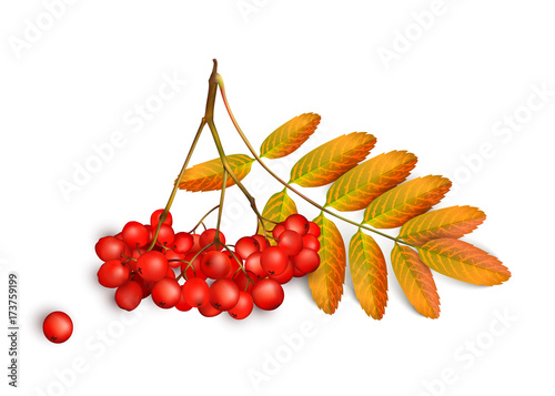 Realistic 3d mesh rowan branch isolated on a white background. Rowan branch with orange leaves and ashberry. Vector illustration