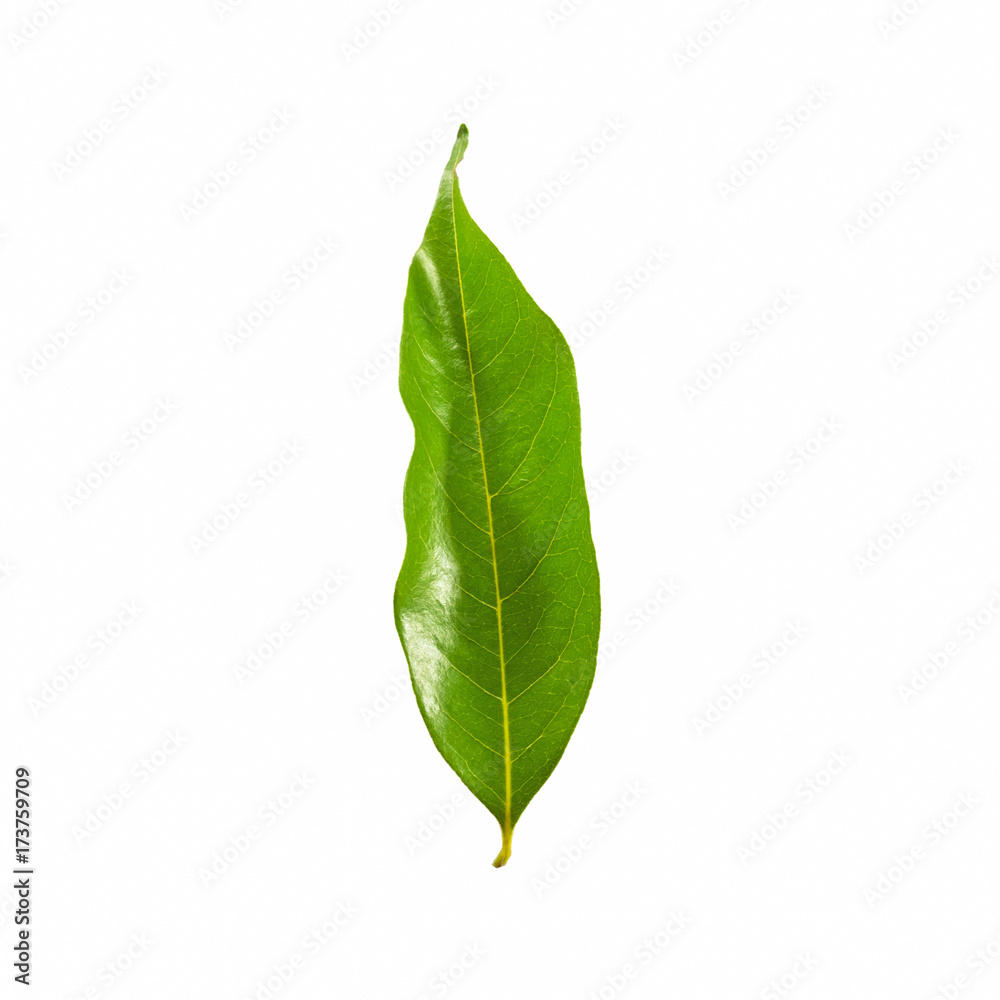 Fototapeta premium Green leaves isolated