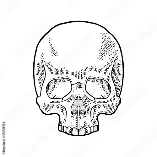 Skull human. Black vintage vector illustration.