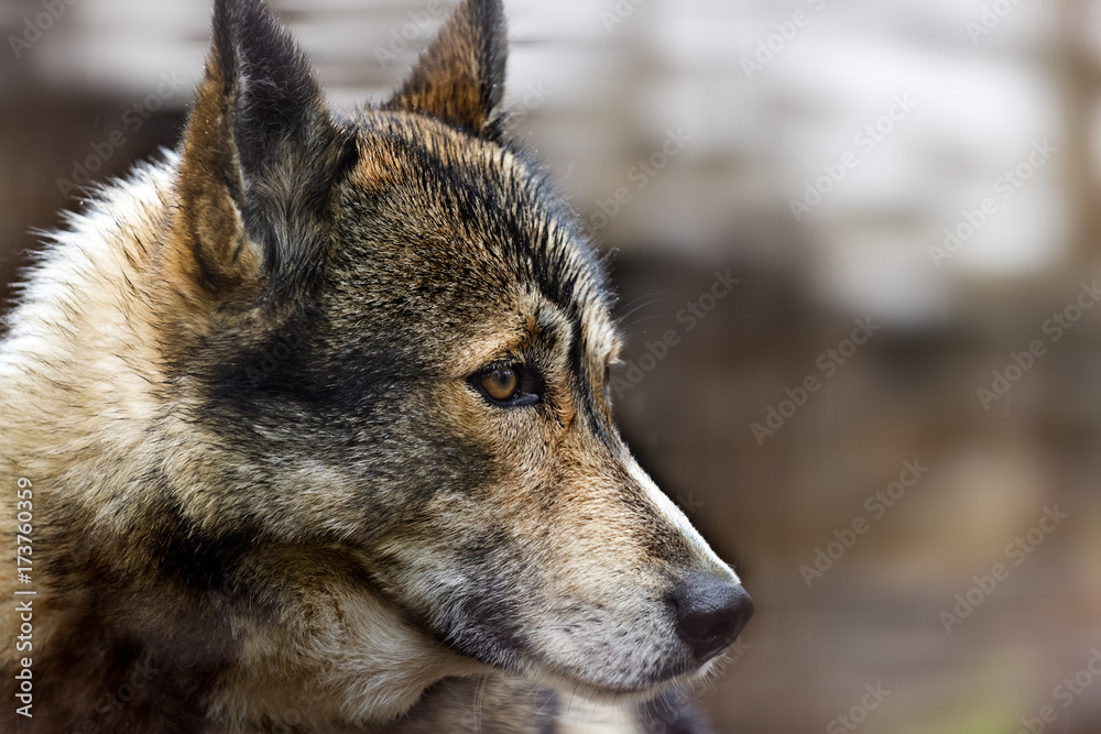 The head of dog (Husky) The head of dog (Husky)