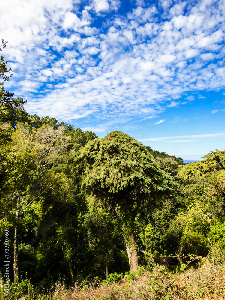 Beautiful forest with different plant and tree species at Monserrate Park and Palace in Sintra, Portugal