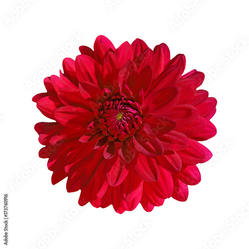 dahlia red isolate on white background