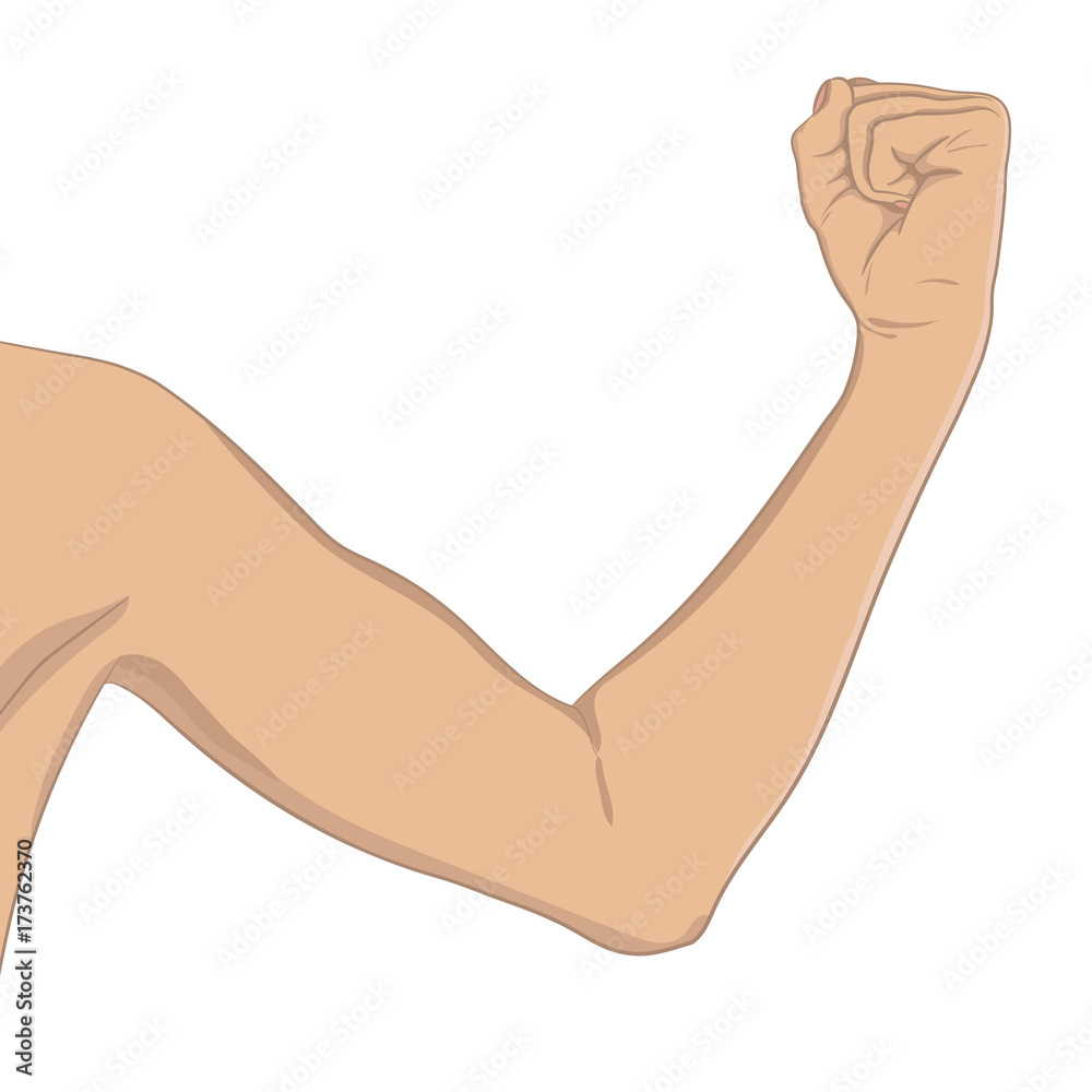 Female biceps, well toned. Elbow-bent arm showing progress after fitness. Vector illustration, colored, realistic style. Woman sport infographic concept. Female biceps, well toned. Elbow-bent arm showing progress after fitness. Vector illustration, colored, realistic style. Woman sport infographic concept.