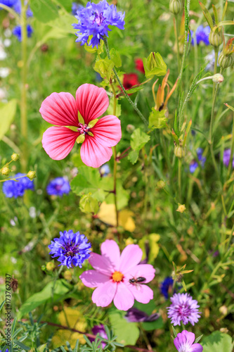 Sommerblumen mit Trichtermalve Malope trifida photo
