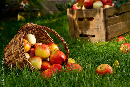 Red Apples with Wicket Basket in the Grass photo