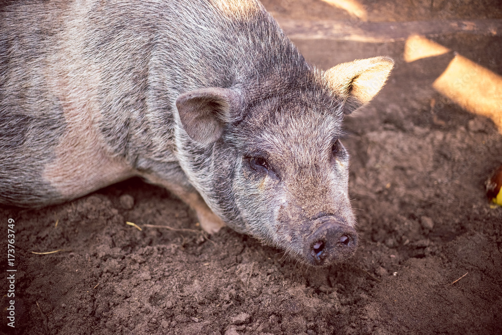 A large white pig on the farm A large white pig on the farm