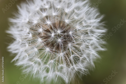 Close-up of a Dandelion