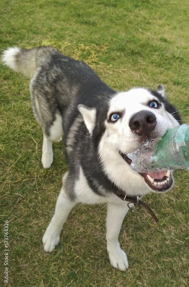 funny muzzle of a young dog husky