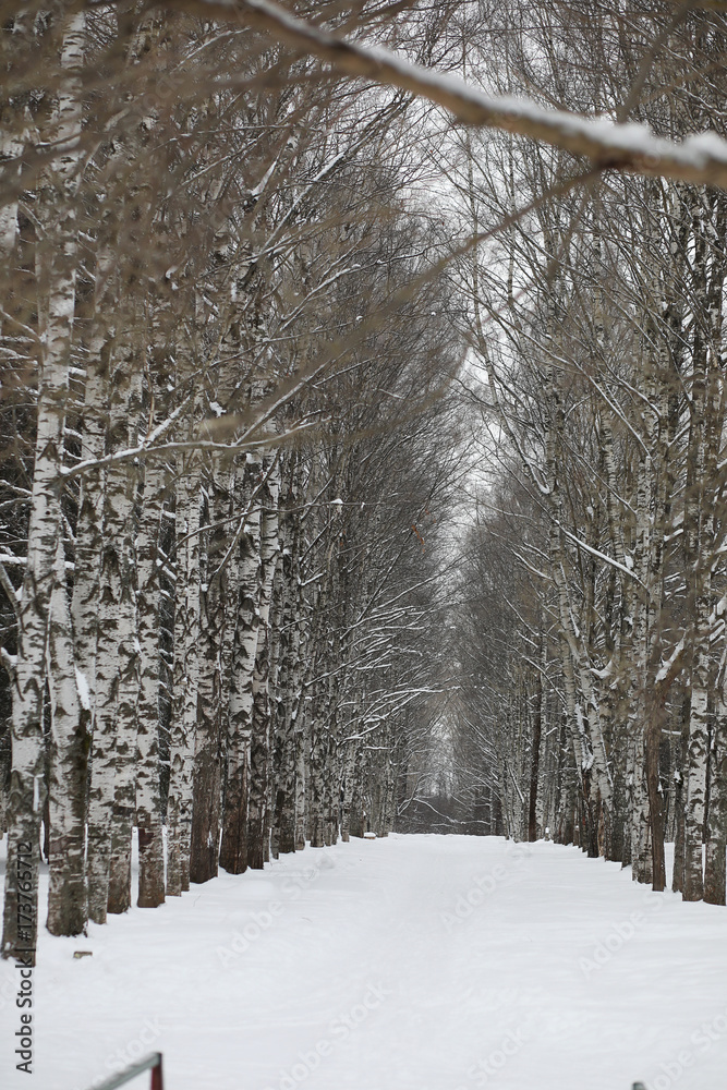 Fototapeta premium Winter snowy day in a beautiful forest