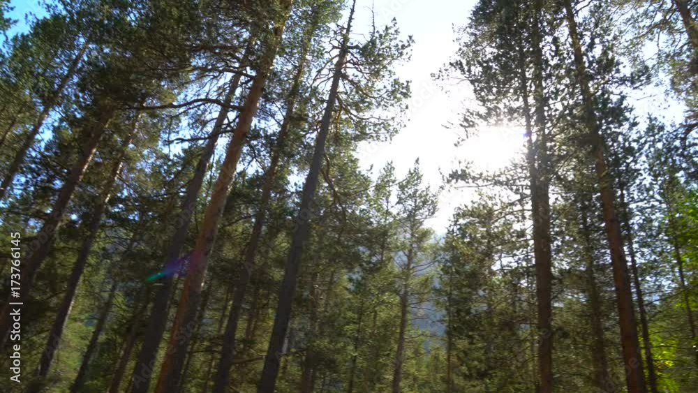 Sun light shining through pine trees branches. Walking through pine forest and looking up to top of trees panorama Sun light shining through pine trees branches. Walking through pine forest and looking up to top of trees panorama