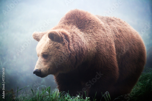 Brown bear in the fog photo