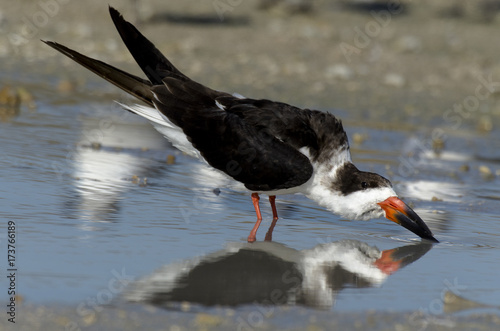 Bec en ciseaux noir,.Rynchops niger, Black Skimmer